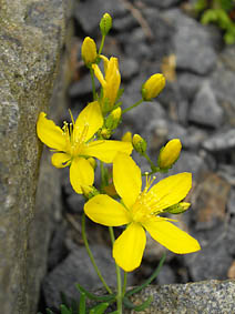 Hypericum coris